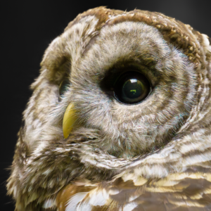 20241102 DBC7603 Enhanced NR 2